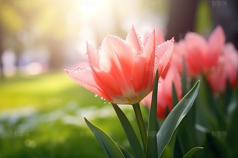 郁金香花朵明媚摄影图