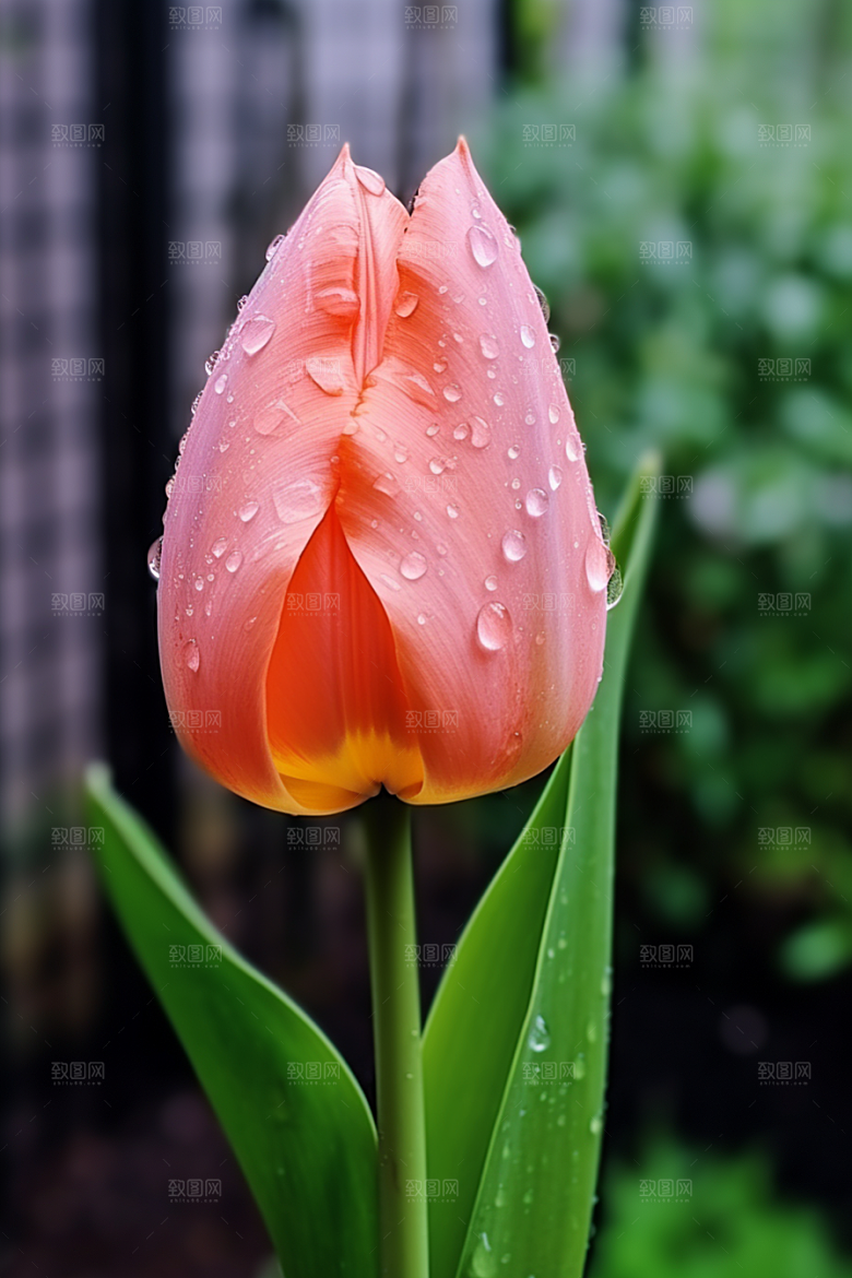 郁金香花朵灿烂摄影图