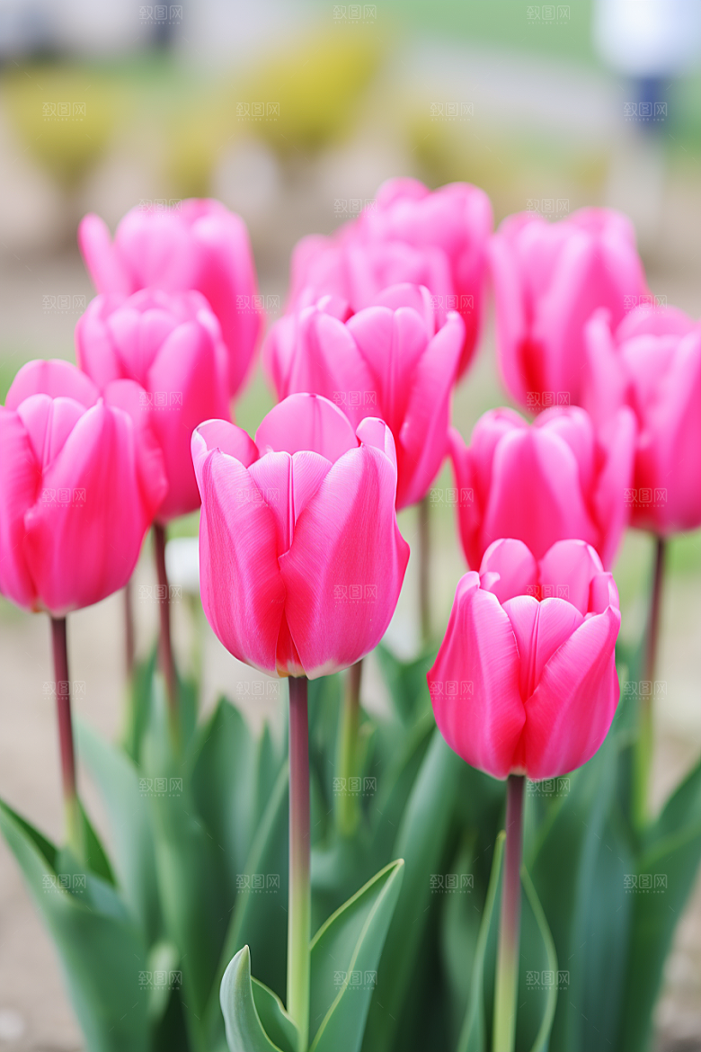 郁金香花卉彩色摄影图