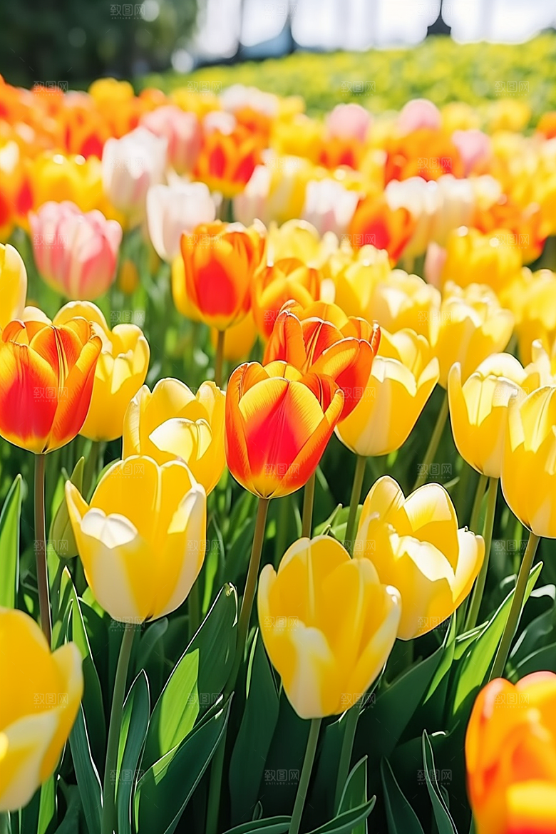 郁金香花朵花朵摄影图