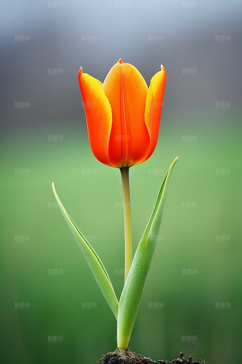 郁金香花朵明媚摄影图