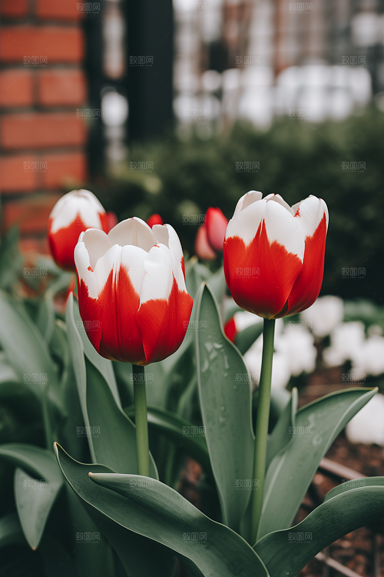 郁金香花朵灿烂摄影图