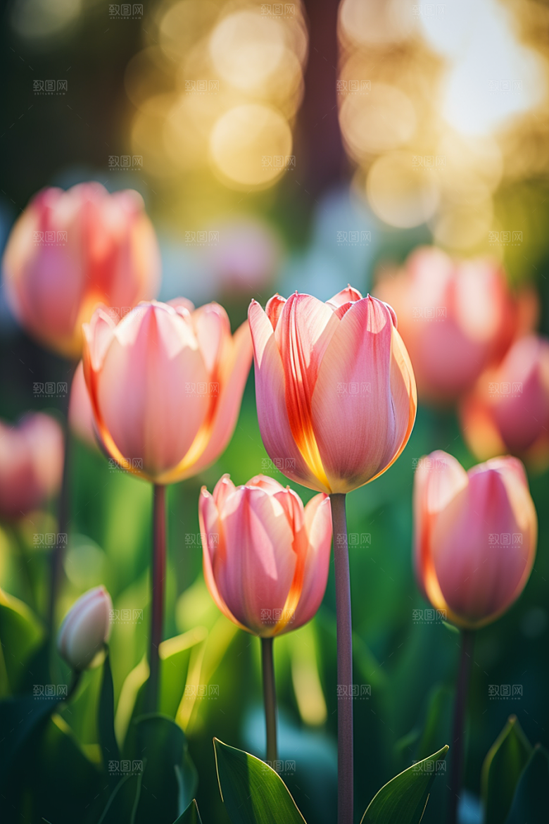 郁金香花朵鲜艳摄影图