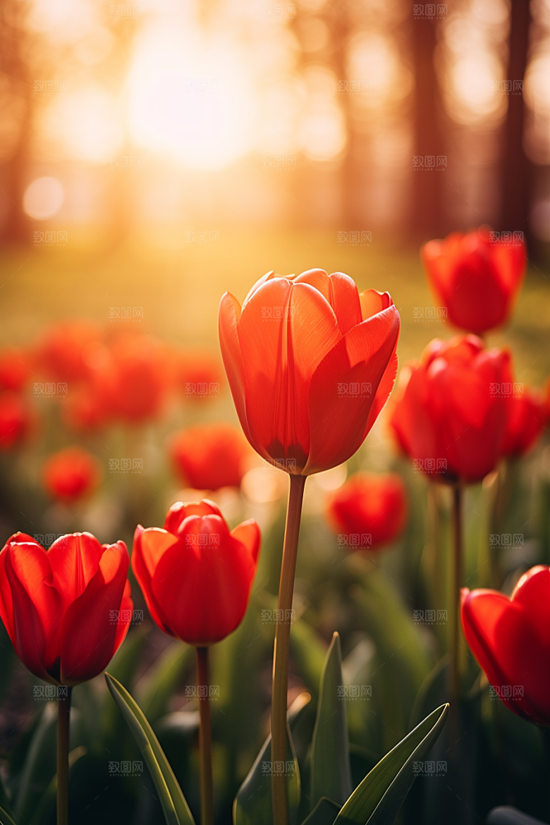 郁金香花朵高清摄影图