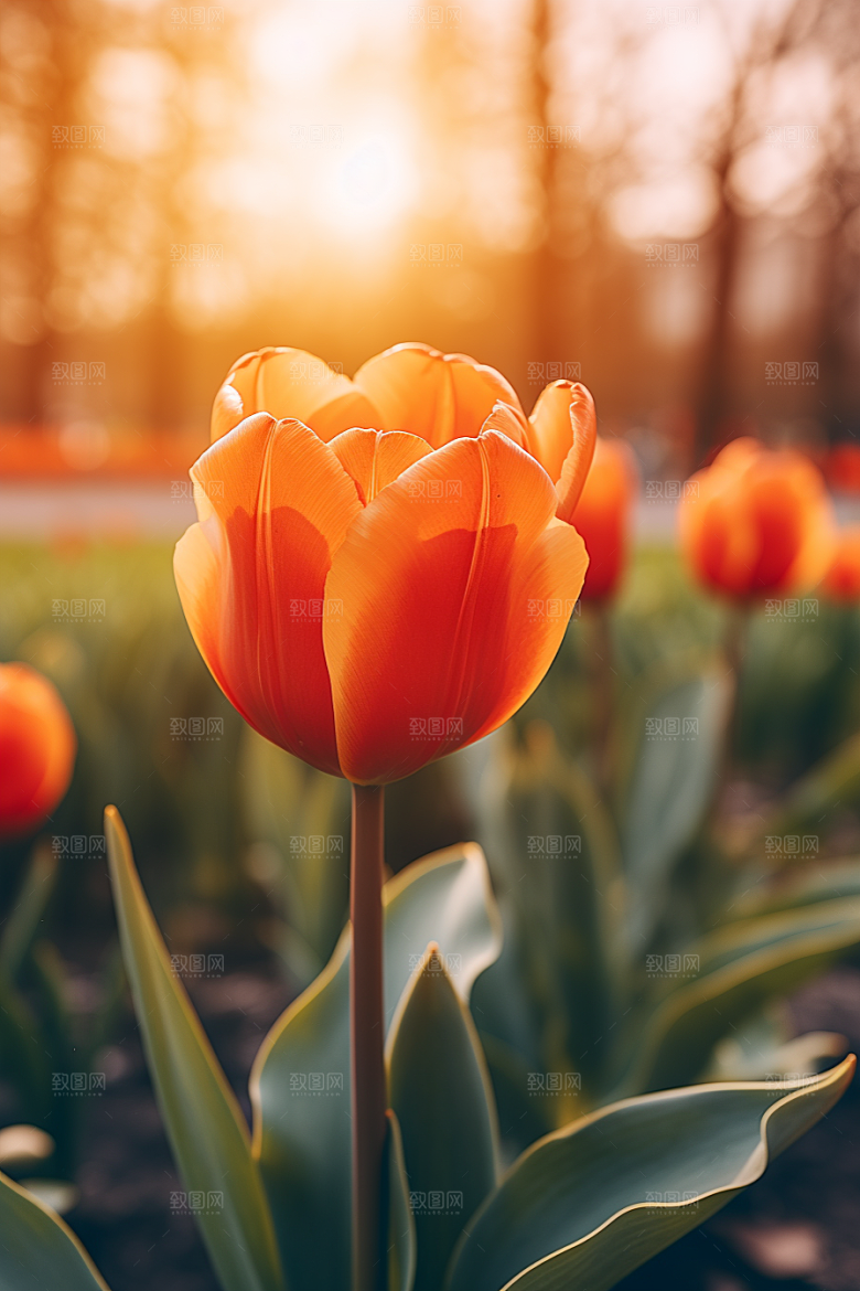 郁金香花卉灿烂摄影图