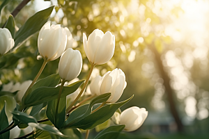 郁金香花朵高清摄影图