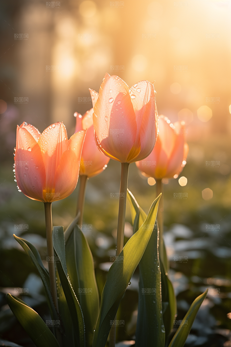 郁金香花朵灿烂摄影图