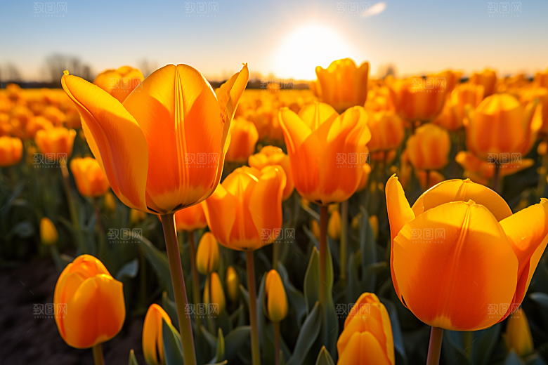 郁金香花卉明媚摄影图