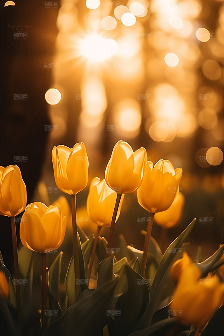 郁金香花朵花朵摄影图