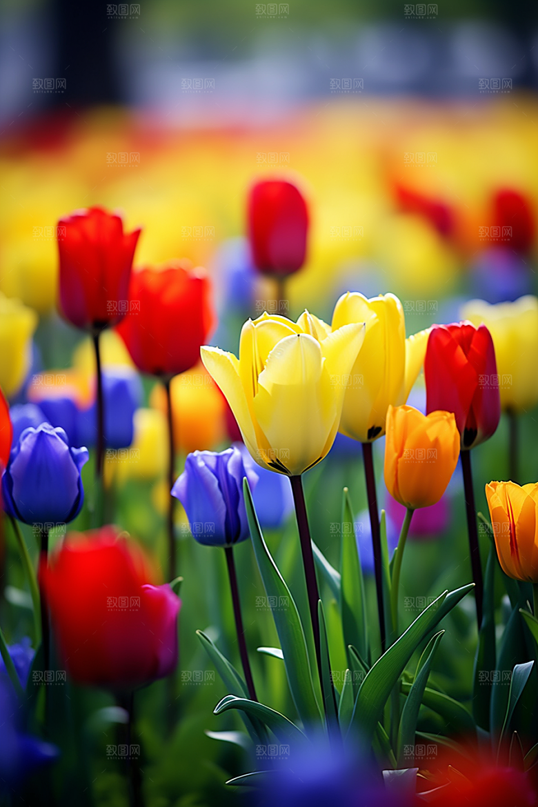 郁金香花朵明媚摄影图