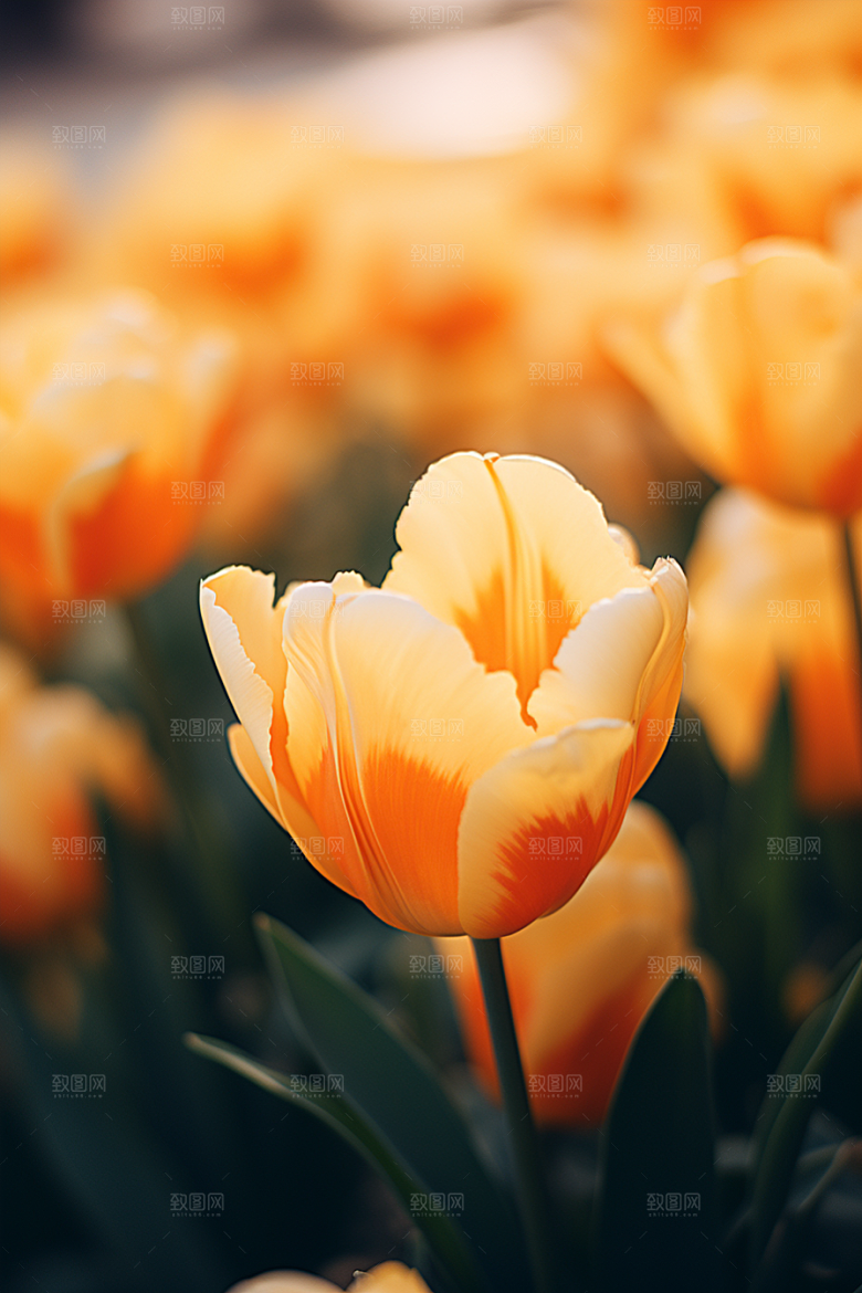 郁金香花卉高清摄影图