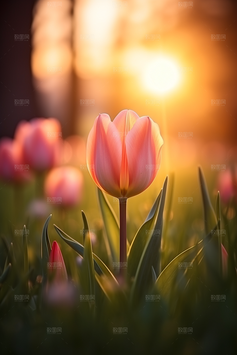 郁金香灿烂花卉摄影图