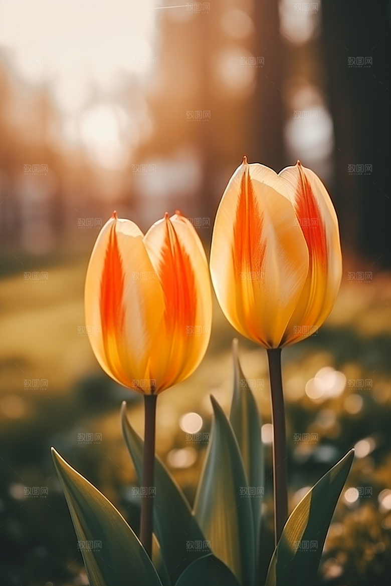 郁金香花朵阳光摄影图
