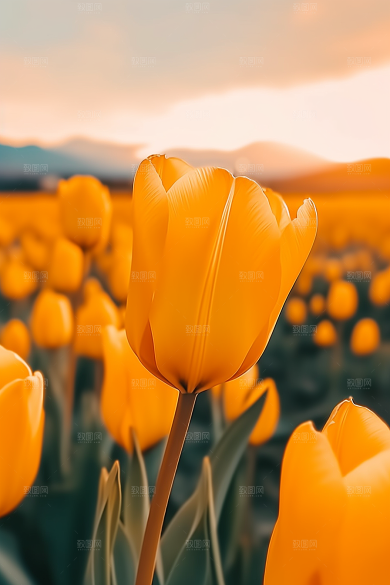 郁金香自然花朵摄影图