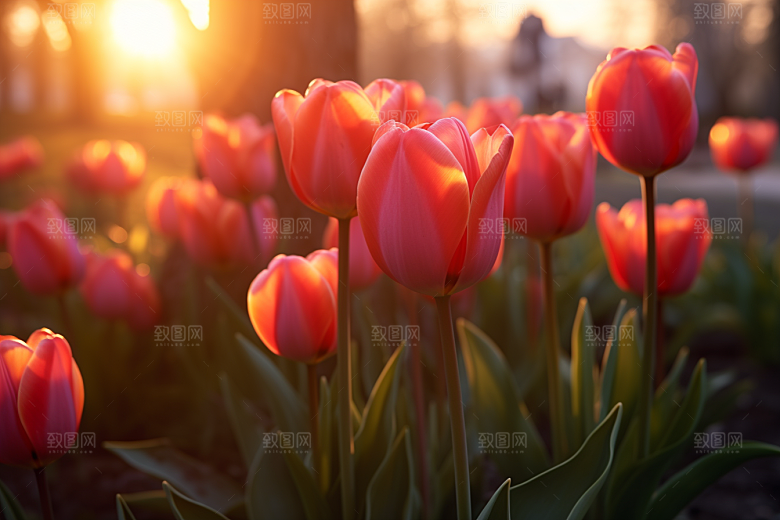 郁金香高清花朵摄影图