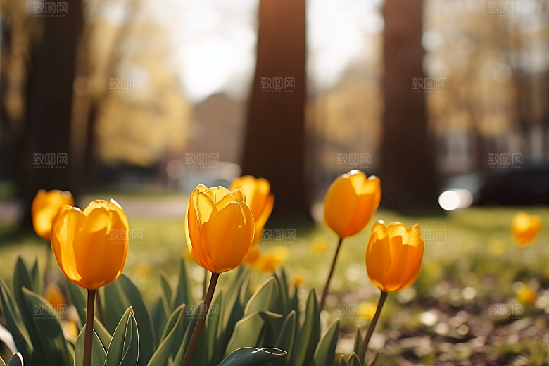 郁金香花朵自然摄影图