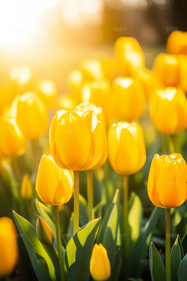 郁金香花卉缤纷摄影图
