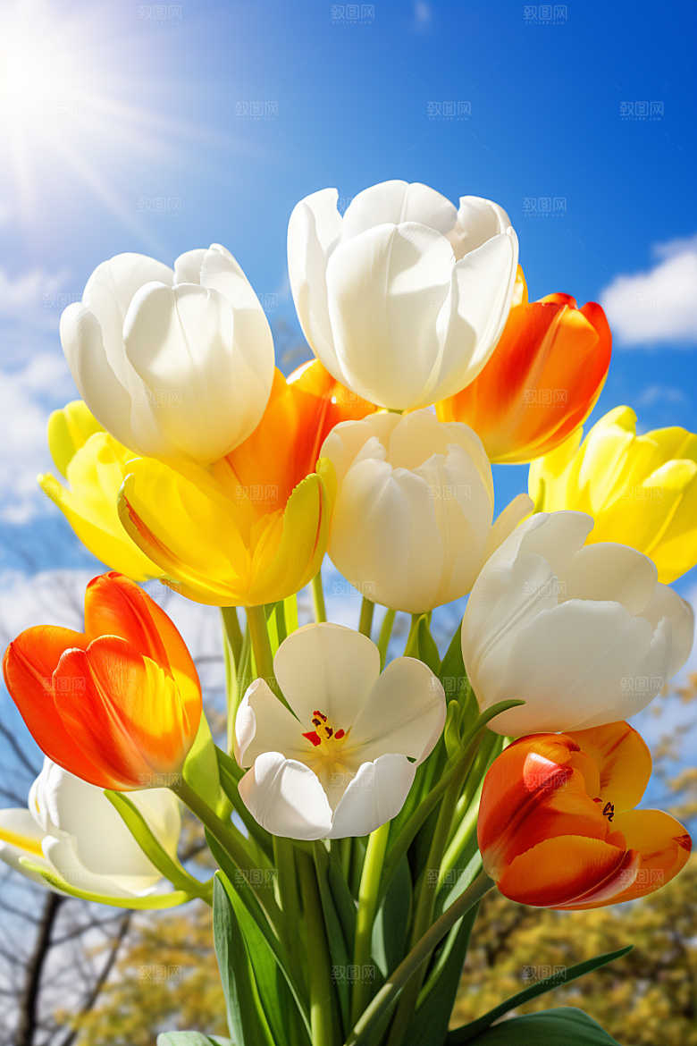 郁金香花卉灿烂摄影图