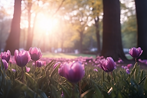 郁金香花朵鲜艳摄影图