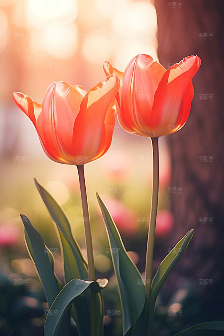 郁金香花朵明媚摄影图