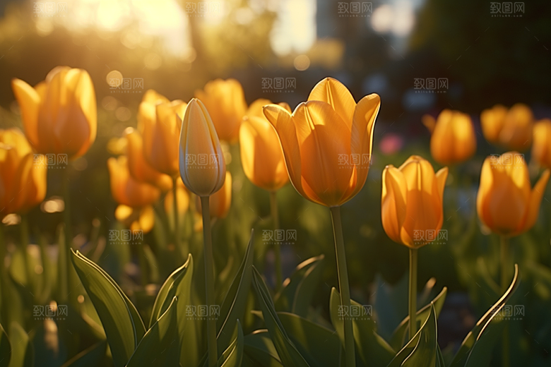 郁金香花朵高清摄影图