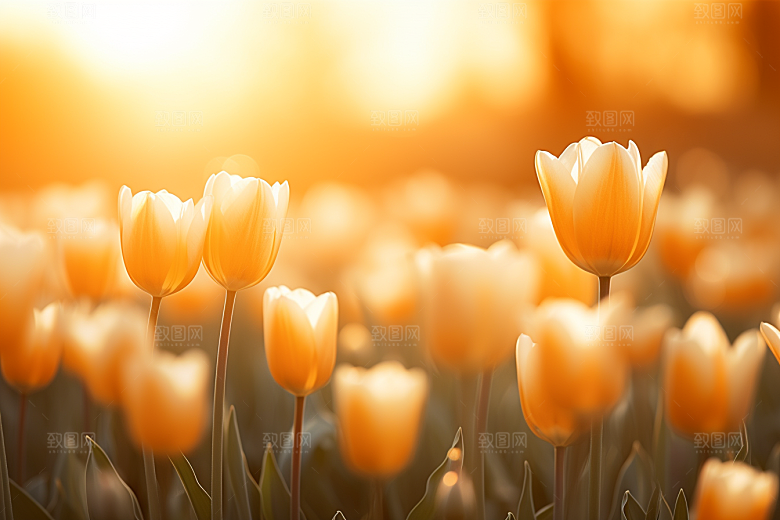 郁金香花卉明媚摄影图