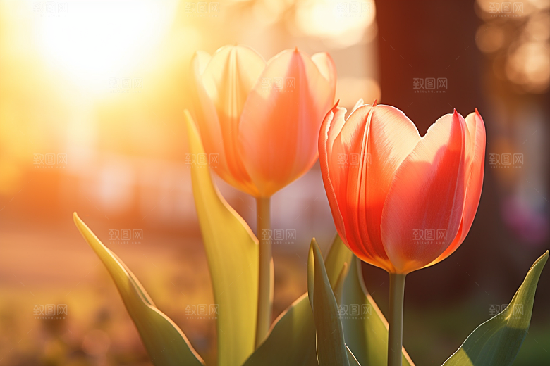 郁金香阳光花朵摄影图
