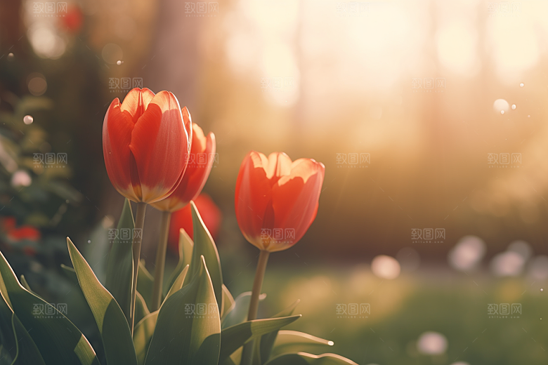 郁金香花卉彩色摄影图