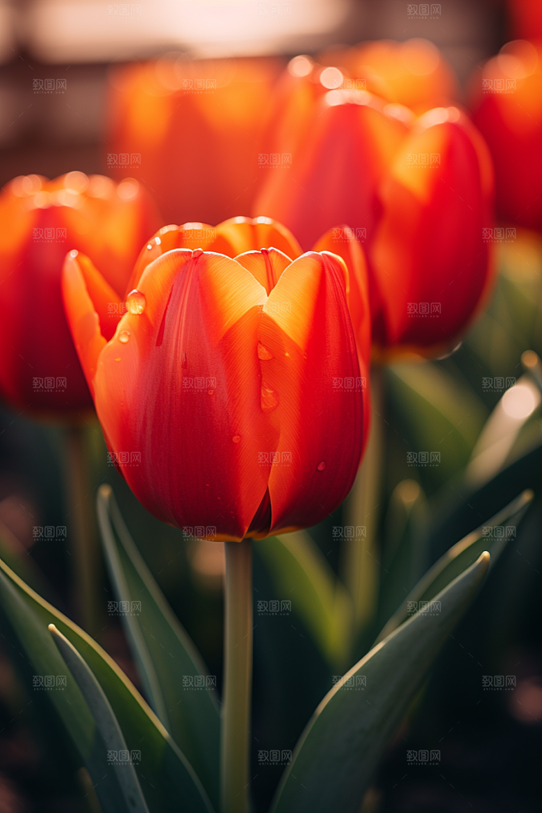 郁金香花卉鲜艳摄影图