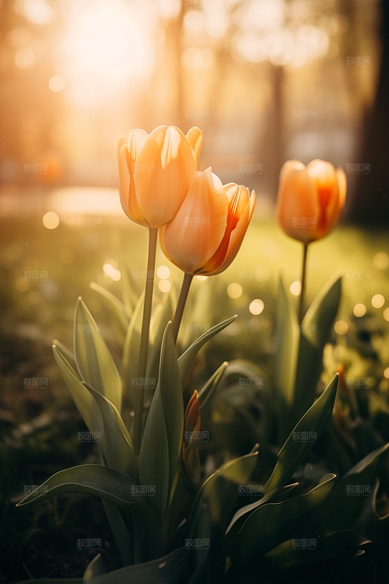 郁金香花卉鲜艳摄影图