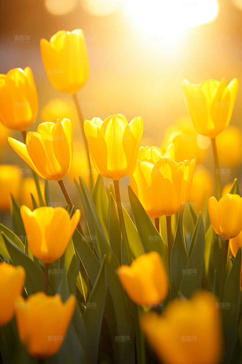 郁金香花朵高清摄影图