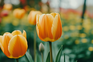 郁金香花卉自然摄影图