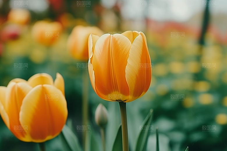 郁金香花卉自然摄影图