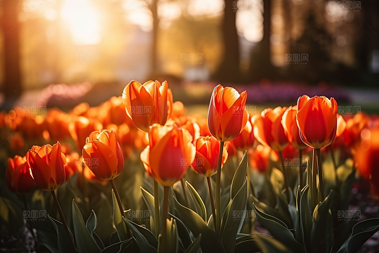郁金香花卉鲜艳摄影图