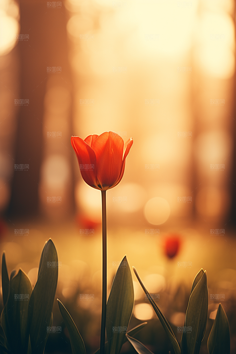 郁金香花朵高清摄影图