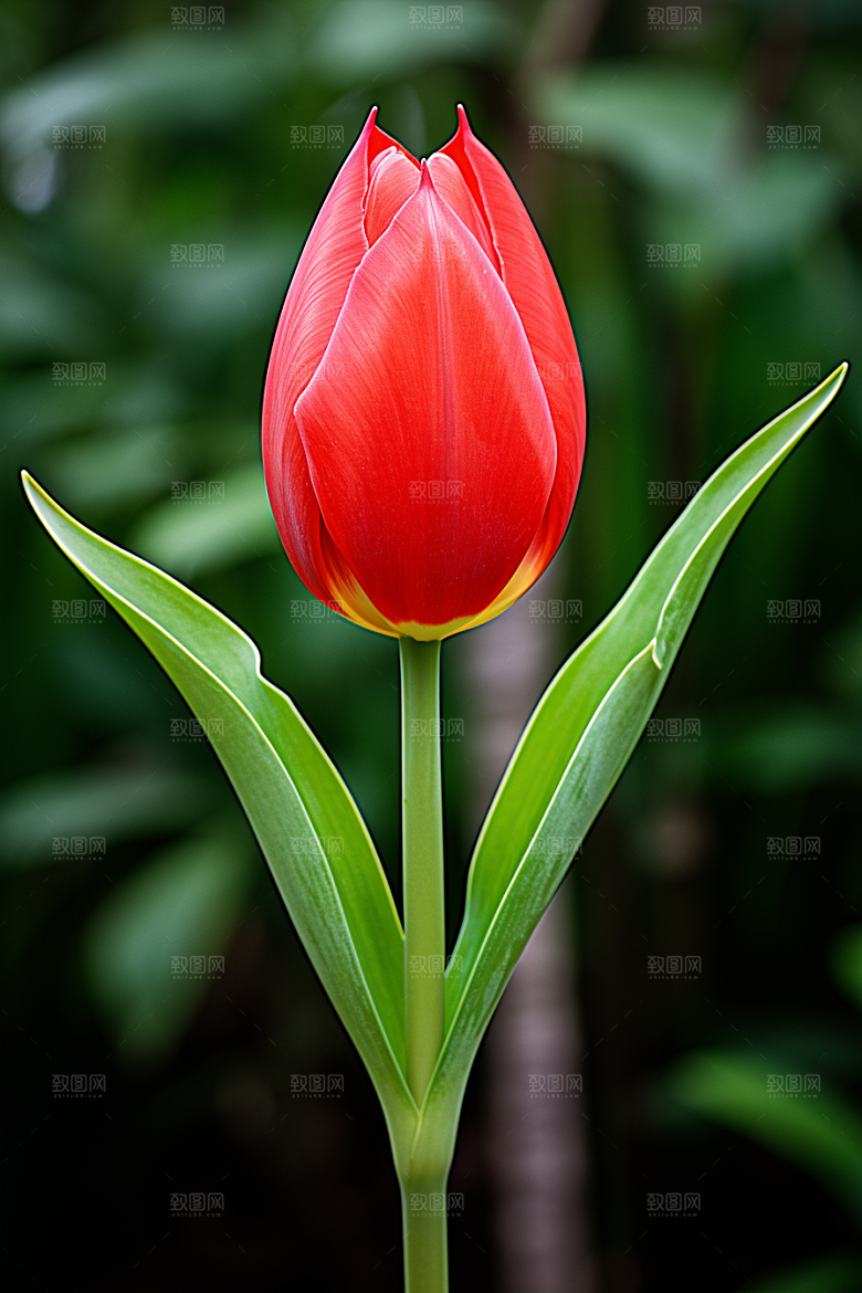 郁金香花卉高清摄影图