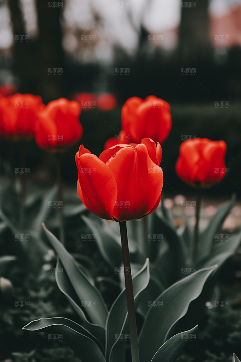 郁金香明媚花卉摄影图