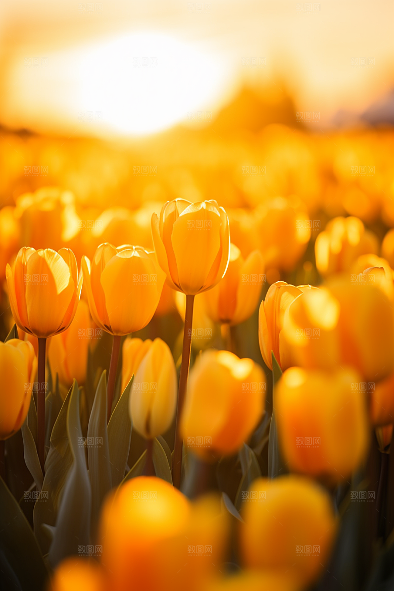 郁金香花朵鲜艳摄影图
