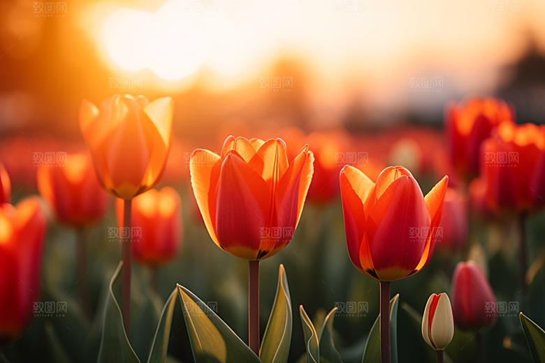 郁金香花朵花卉摄影图