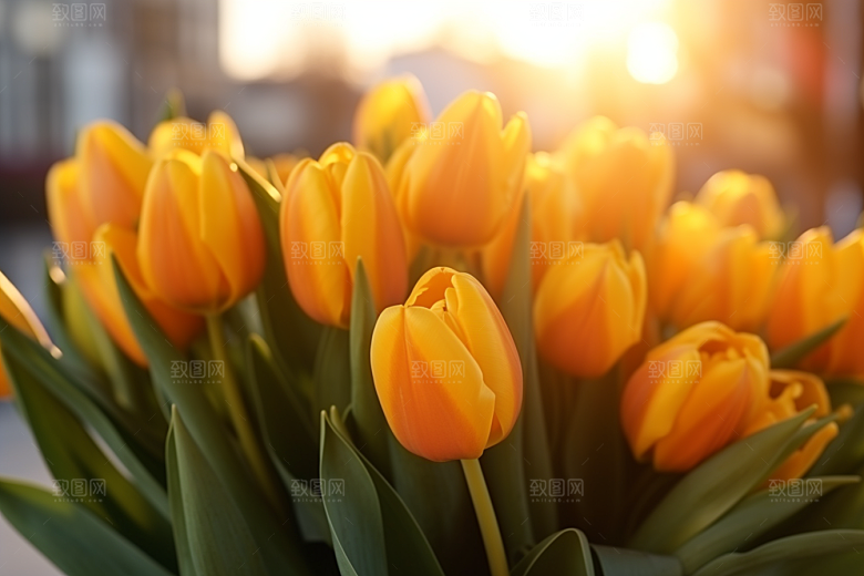 郁金香花朵鲜艳摄影图