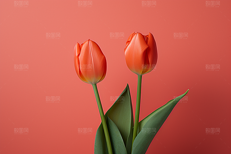 郁金香花卉明媚摄影图