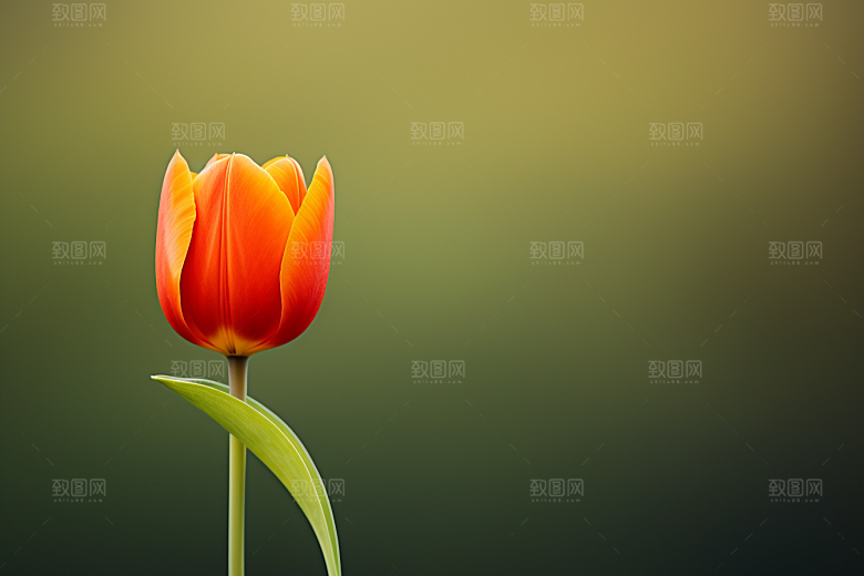郁金香明媚花卉摄影图