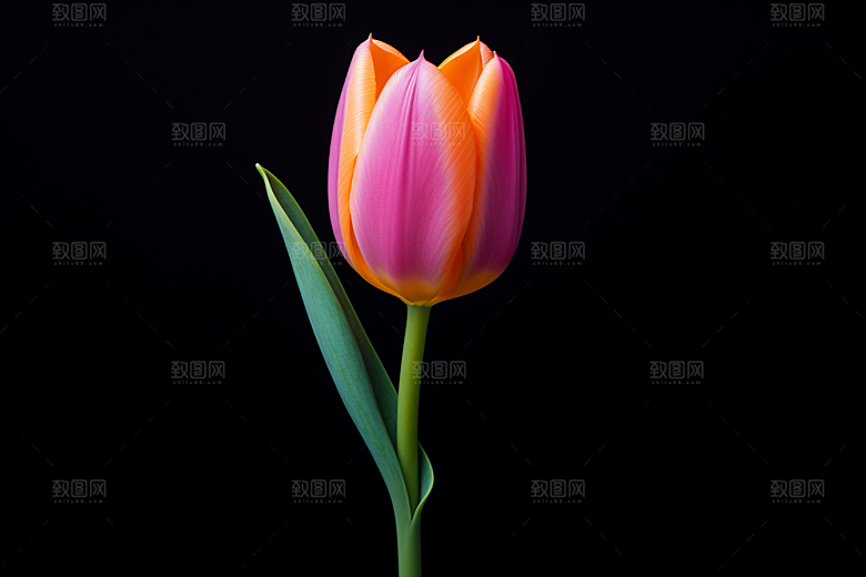 郁金香花朵彩色摄影图