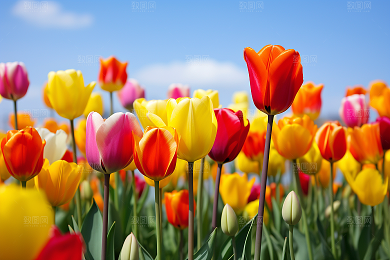 郁金香花卉灿烂摄影图