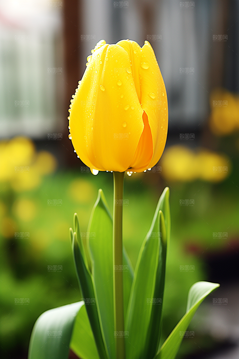 郁金香花朵花卉摄影图