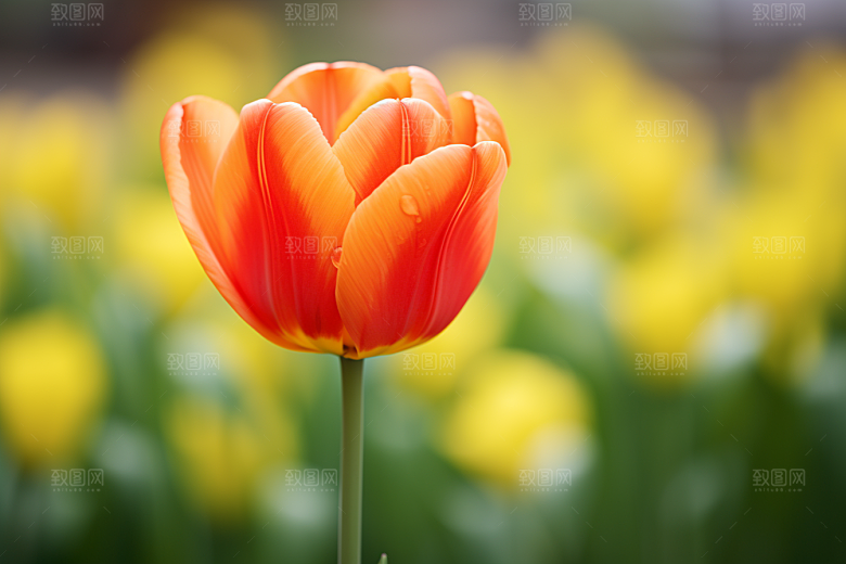 郁金香花朵高清摄影图