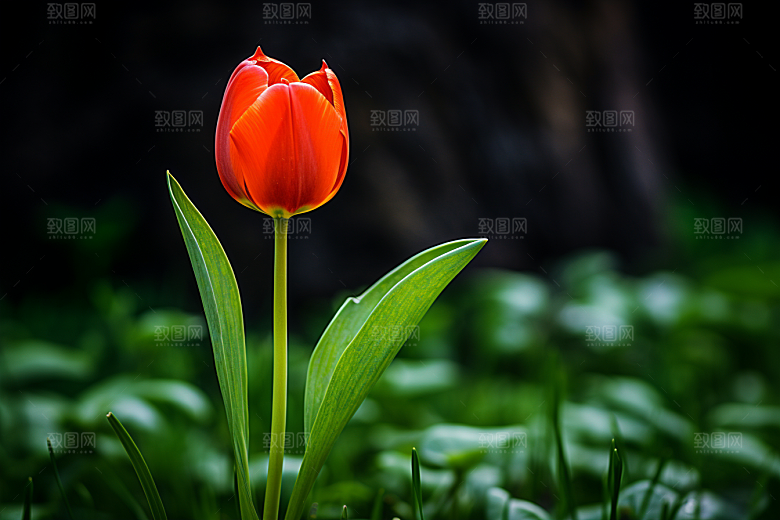 郁金香花朵灿烂摄影图