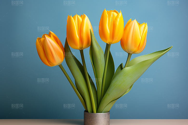 郁金香花朵鲜艳摄影图