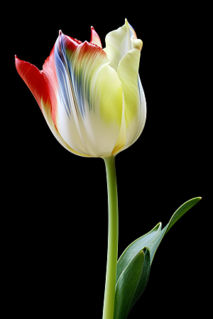 郁金香花朵灿烂摄影图