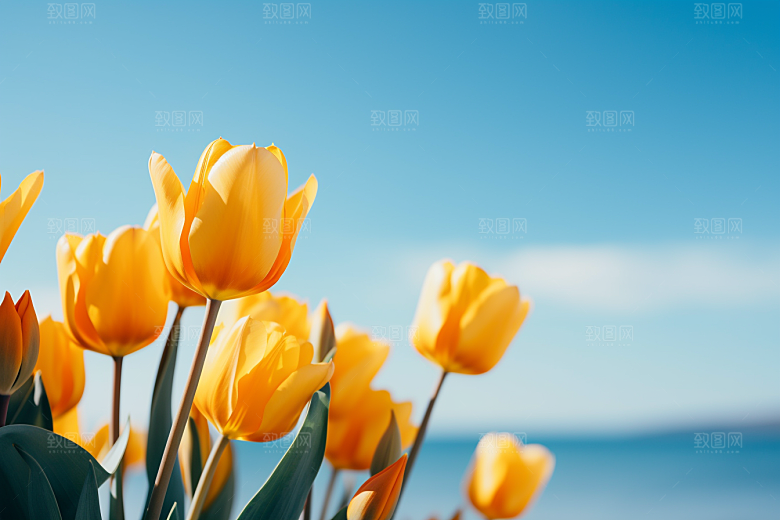 郁金香花朵花卉摄影图